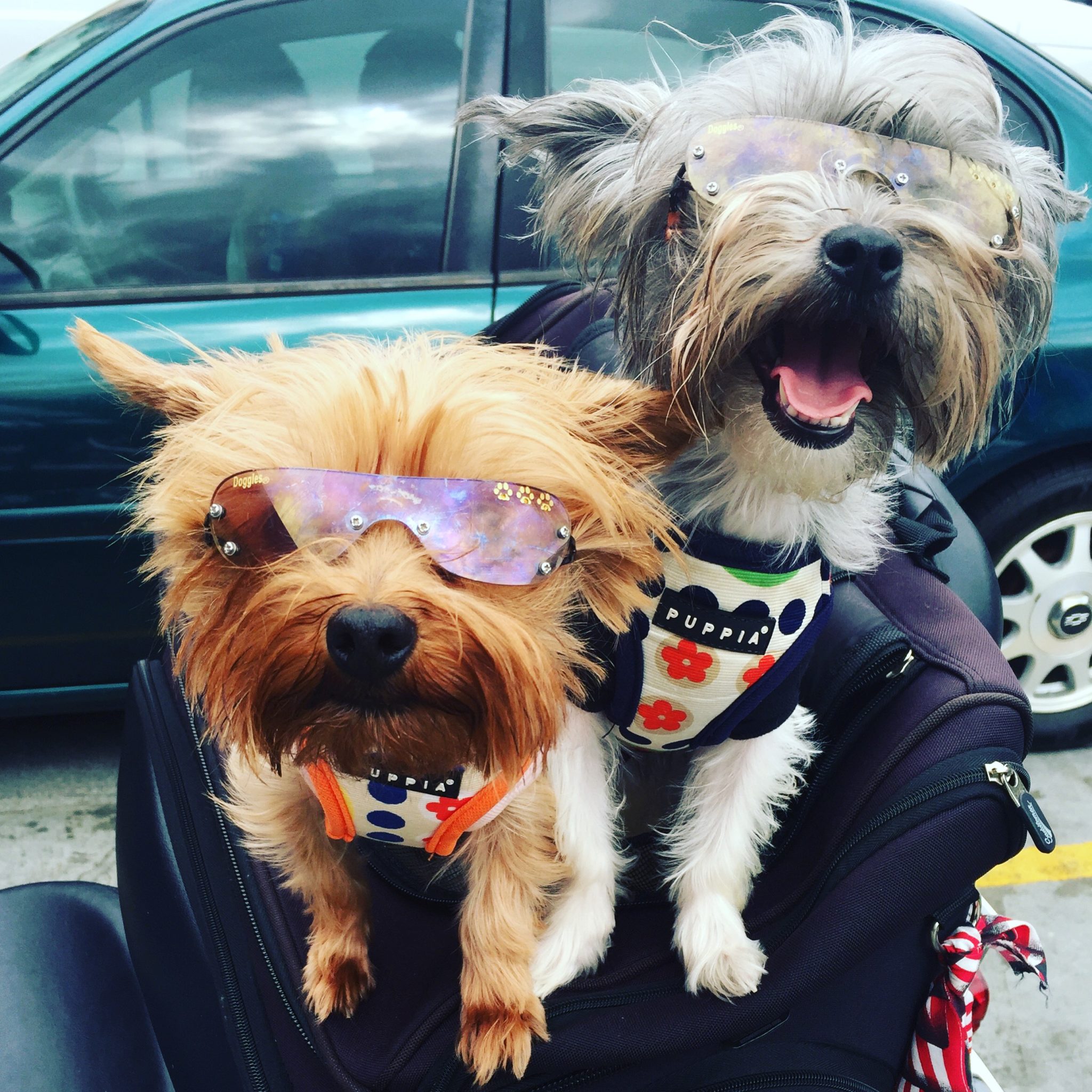 Sassy & Roxy Rock The Latest Doggie Eyewear!