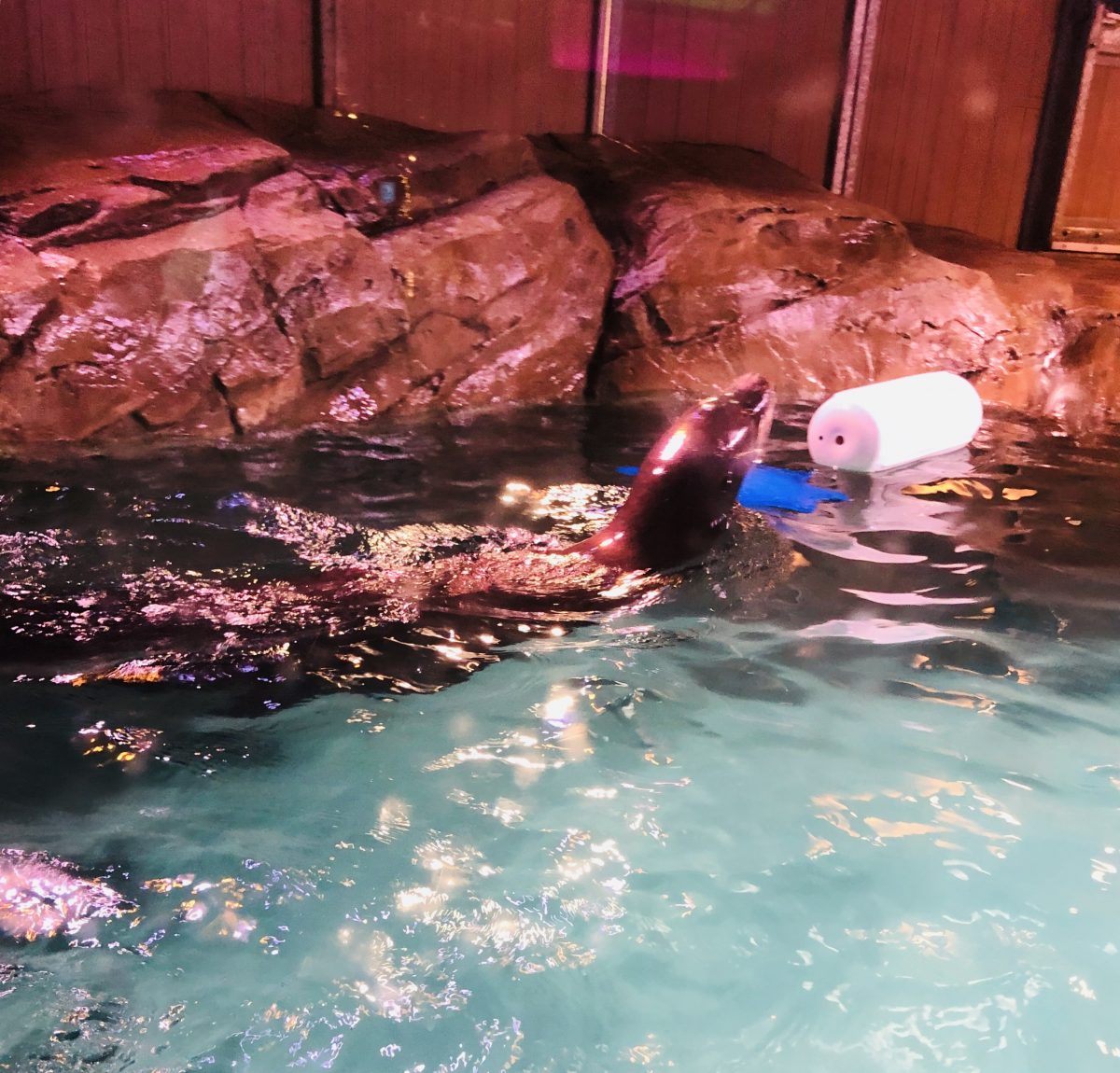 Five Reasons To Visit The Georgia Aquarium - Talking With Tami