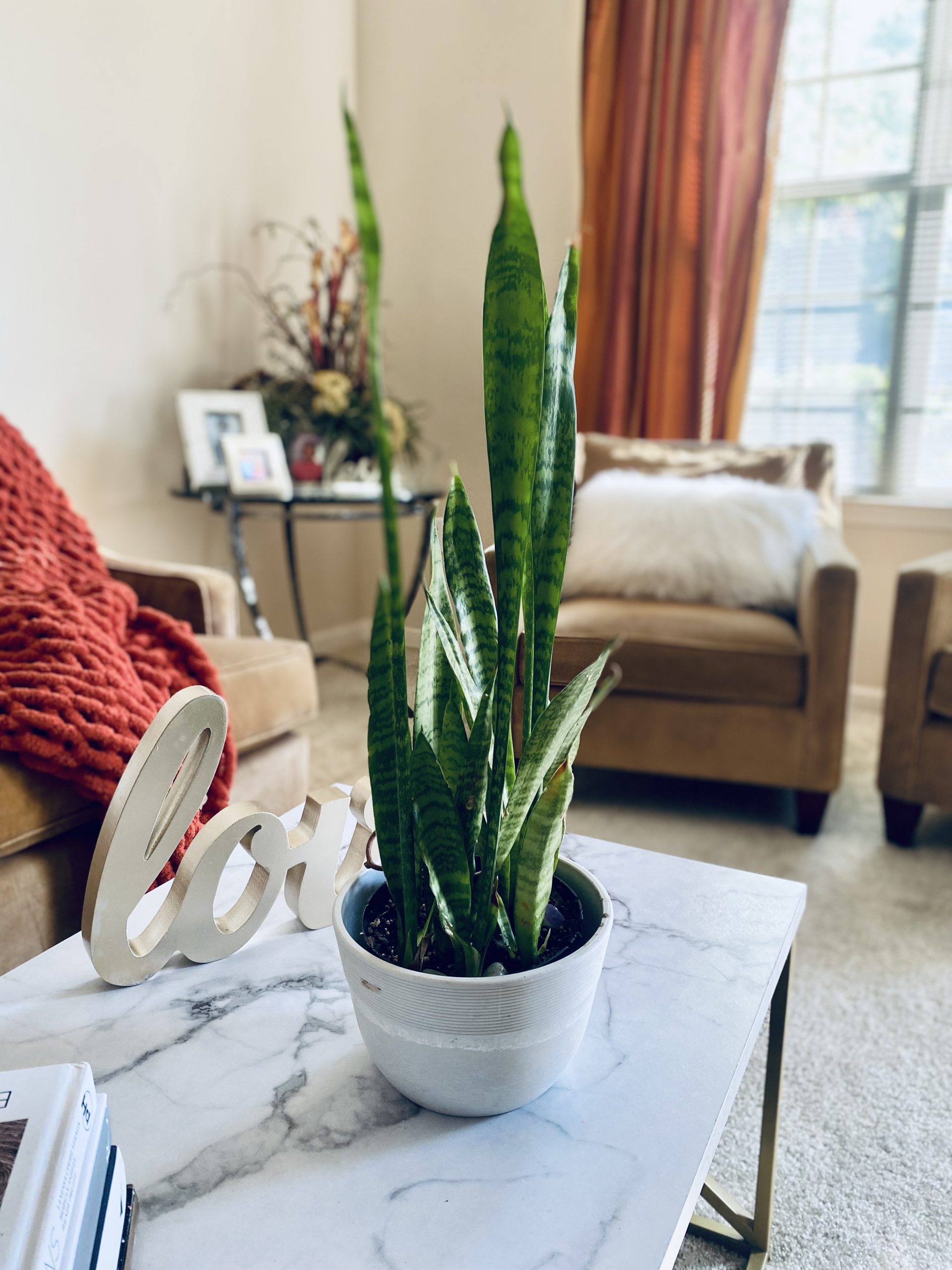REVEALED: The Most Instagrammable Houseplants